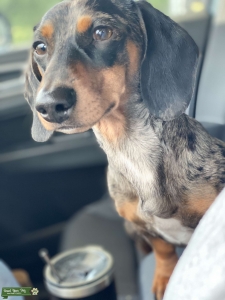 Miniature dachshund stud (silver tan dapple, short haired) Listing Image