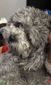 Black and Silver Zuchon (Shichon)              Bichon Frise / ShihTzu Listing Image