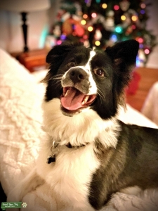 Looking to Breed Australian Shepherd Mix Listing Image