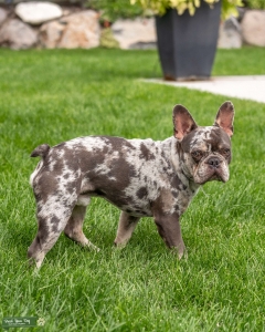AKC Blue Merle Frenchi Stud | Blue Listing Image