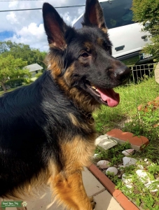 German shepard Akc Listing Image