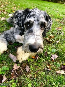 Merle Bernadoodle Stud  Listing Image