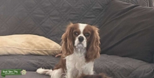 Beautifully sweet and affectionate Stud Dog Listing Image