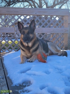German Shepherd looking to Breed Listing Image
