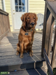 AKC registered Red Golden Stud Listing Image