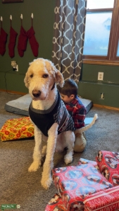 Saint Berdoodle Stud Listing Image