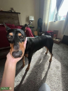 Looking For Male Doberman Pinschers Now Listing Image