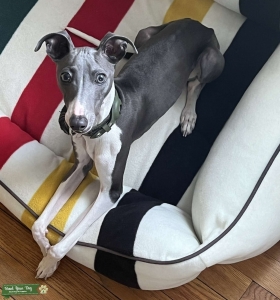 Blue and White Italian Greyhound, Born Dec 17, 2021 - AKC Registered, Distinguished Pedigree, Proven Stud Listing Image