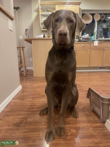 Silver Labrador  Listing Image