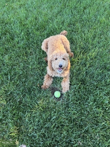 Poodle Stud Dog Listing Image