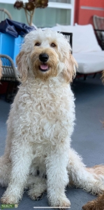 4 Year Old White F2B Goldendoodle Listing Image