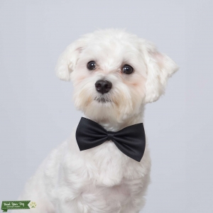 Maltese Stud  Listing Image