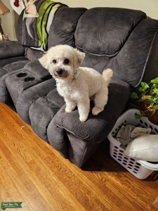 Poochon Cutie Listing Image