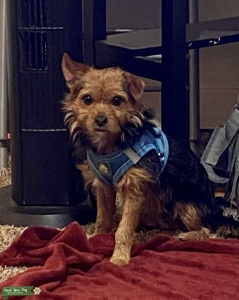 Yorkie, 8 pounds  Listing Image