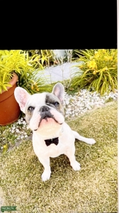 French Bulldog Stud Listing Image