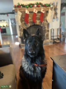 AKC Registered German Shepherd Stud Listing Image