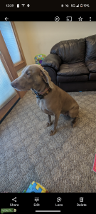 2.5 year old Female Weimaraner Listing Image