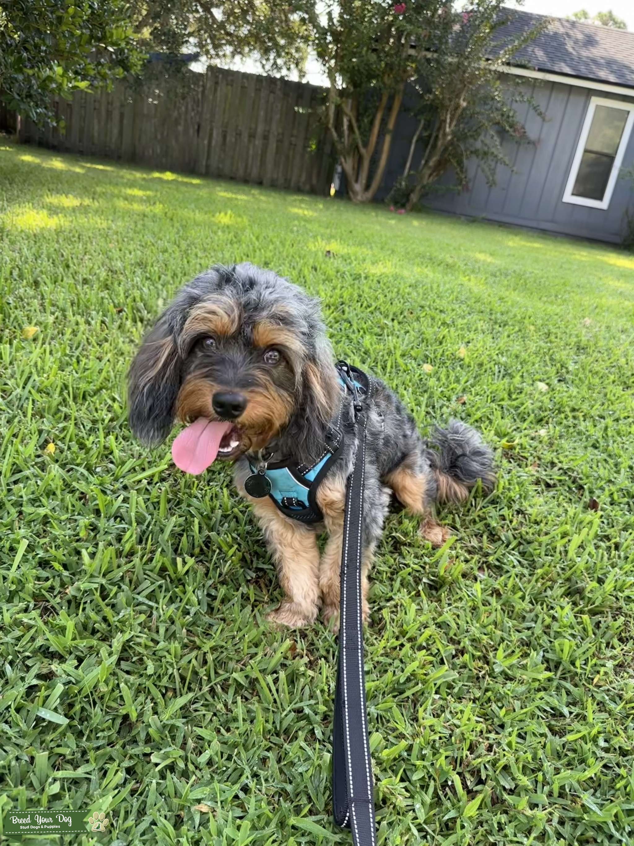 Blue Merle Cavapoo Stud Stud Dog in Jacksonville, Fl, the United