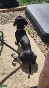 Solid Black Dachshund  Listing Image