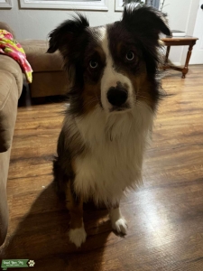 Blue-Eyed Babe (Blue Merle) Listing Image