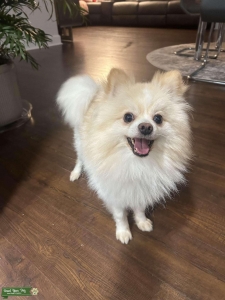 Pomeranian Stud Listing Image