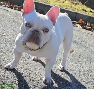 AKC  Male Platinum (Lilac covered in Cream) Listing Image