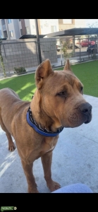 AKC Fawn Cane Corso Stud Listing Image