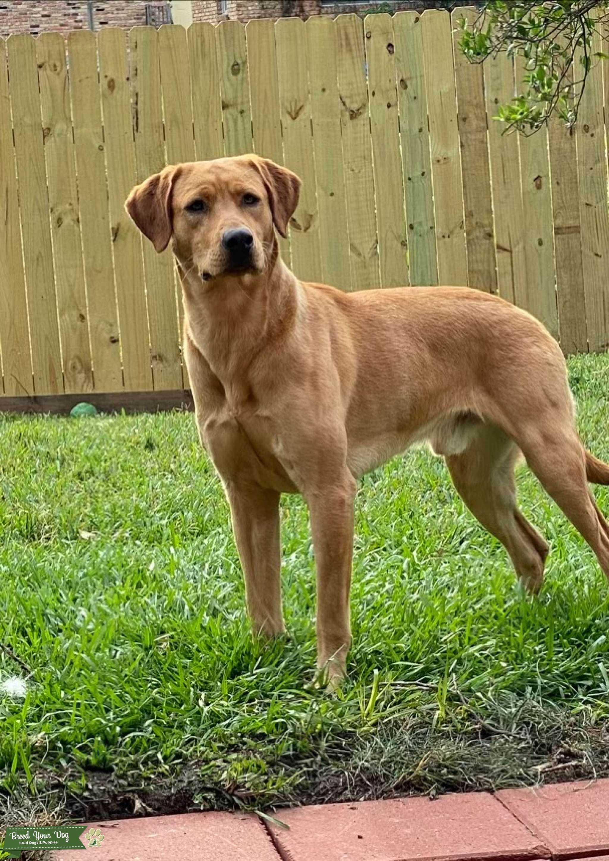 Fox Red Labrador Retriever - Stud Dog in Louisiana , the United States