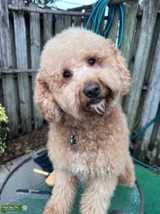 Mini GoldenDoodle Stud  Listing Image