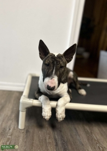 Friendly Akc brindle bull terrier  Listing Image