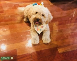 Mini Golden Doodle  Listing Image