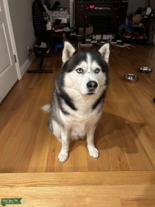Purebred Pedigree Siberian Husky Black/White Listing Image