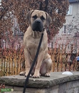 South African Mastiff (Boerboel) available for stud services  Listing Image