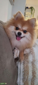 Adorable Pomeranian  Listing Image