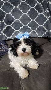 Black and White Shih- poo Listing Image