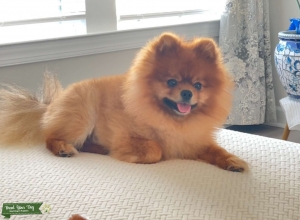 The Perfect Pom Listing Image