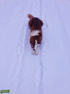 Stud Dog  Listing Image