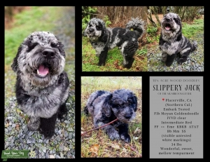 Merle F1b Moyan Goldendoodle  Listing Image