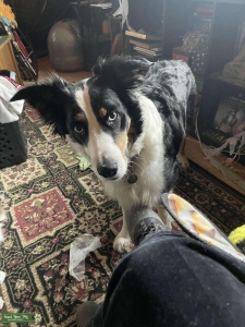 Border Collie Listing Image
