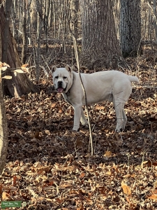 Import Straw Male Cane Corso  Listing Image