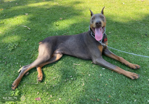 European/American Doberman Listing Image