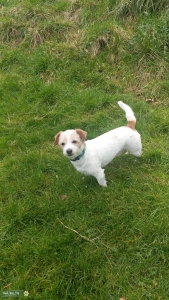 Jack Russell.Male.age5. Listing Image