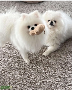 Coconut Pom Listing Image