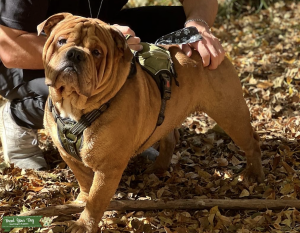 Stud English Bulldog  Listing Image