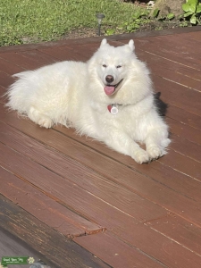 Female husky Listing Image