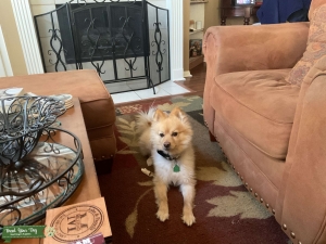 Light brown Pomeranian  Listing Image