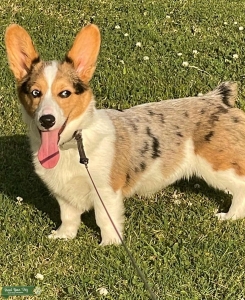blue merle Pembroke welsh corgi Listing Image