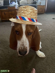 basset hound  Listing Image