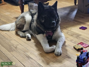 Female 2 yrs old Listing Image