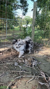 Blue Merle looking for a cutie Listing Image